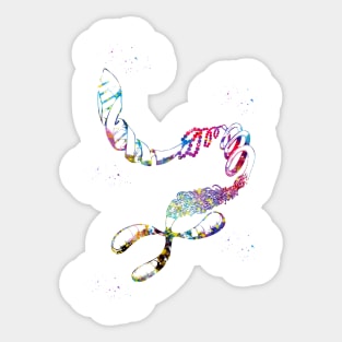 DNA Chromosome Sticker